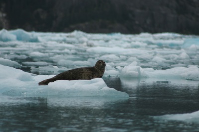 Fur Seal